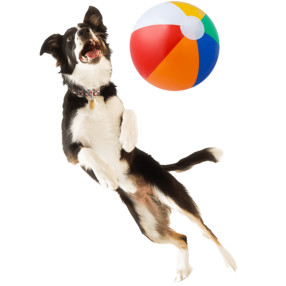 Parrots-Landing-Swimming-Pools-dog-jumping-beach-ball-2